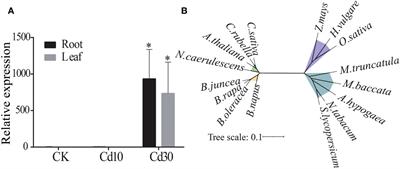 Expression in A. thaliana and cellular localization reveal involvement of BjNRAMP1 in cadmium uptake